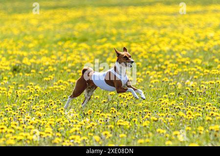 Cane Basenji che corre in giacca bianca sul campo da gara in estate Foto Stock