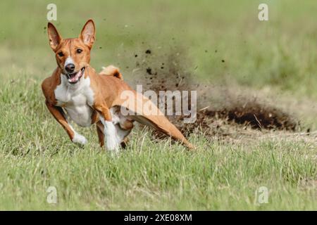 Il cane Basenji si è sollevato da terra durante la gara di corse di cani che correva direttamente nella telecamera Foto Stock