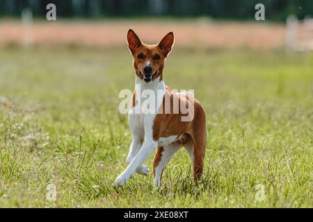 Il cane Basenji si è sollevato da terra durante la gara di corse di cani che correva direttamente nella telecamera Foto Stock