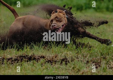 Pit Bull Terrier che corre veloce su fango nero e campo verde Foto Stock