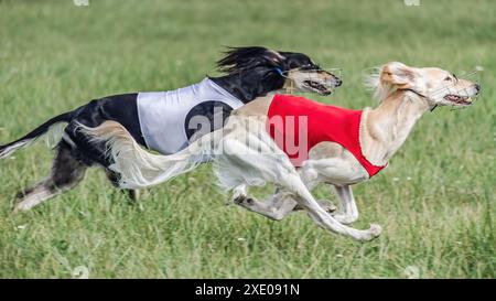 Due cani saluki in camicie rosse e bianche che corrono in campo in una gara di tiro Foto Stock