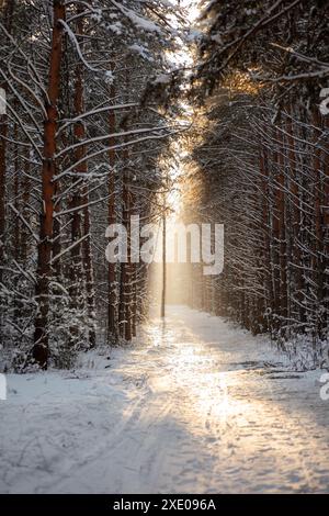 Una passeggiata attraverso la foresta invernale. Bellissimo paesaggio invernale. Foto Stock