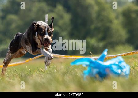 Catahoula Leopard Dog che corre in un'atmosfera di richiamo Foto Stock