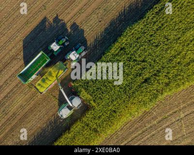 Vista aerea della trinciacaricatrice sul taglio del mais per insilato nel campo. Raccolta di prodotti da biomassa. Tratto Foto Stock