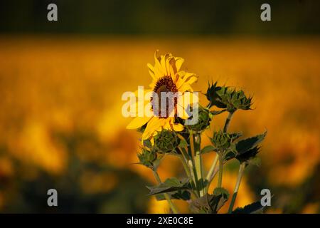 Primo piano di girasole sullo sfondo sfocato di altri girasoli in fiore. Foto Stock