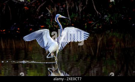 Guado di airone tricolore e pesca in acque scure poco profonde con le ali allungate Foto Stock