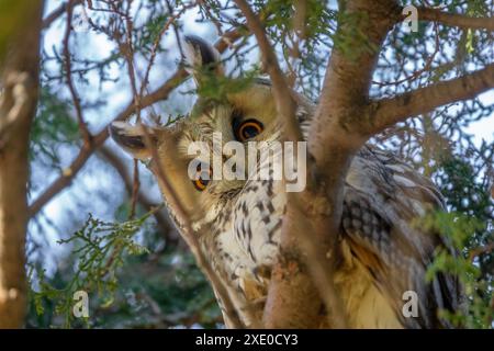 Gufo dalle orecchie lunghe su pino Foto Stock