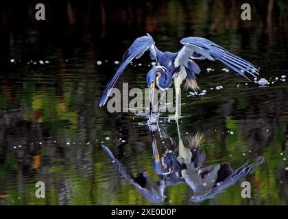 Guado di airone tricolore e pesca in acque scure poco profonde con le ali allungate Foto Stock