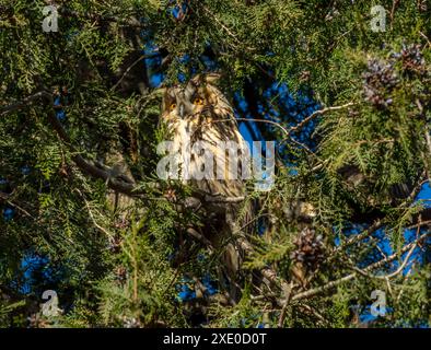 Gufo dalle orecchie lunghe su pino Foto Stock