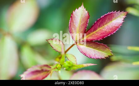 Foglia di rosa rossa con gocce di pioggia in giardino. Bokeh con riflesso della luce Foto Stock