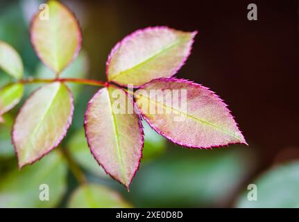 Foglia di rosa rossa con gocce di pioggia in giardino. Bokeh con riflesso della luce Foto Stock