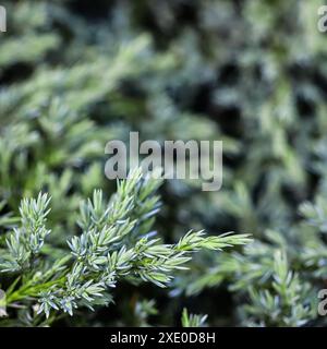 Sfondo di rami di ginepro blu sempreverdi di Juniperus squamata tappeto blu Foto Stock