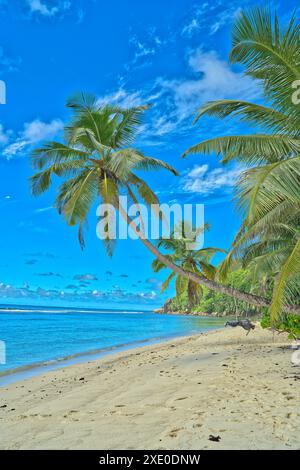 Spiaggia di Anse Parnel, cielo blu acqua turchese, bassa marea giornata di sole, spiaggia di sabbia bianca, palme da cocco, Mahe, Seychelles Foto Stock