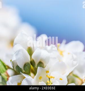 Bellissimi fiori bianchi di prugna nel giardino primaverile contro il cielo blu Foto Stock