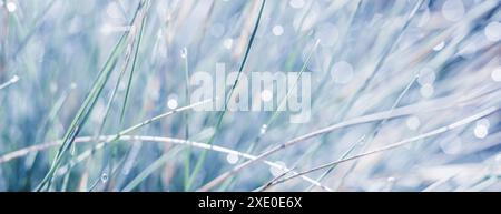 Sfondo bianco blu di erba ornamentale con gocce d'acqua. Messa a fuoco morbida Foto Stock