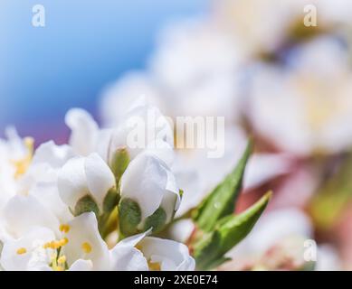 Bellissimi fiori bianchi di prugna nel giardino primaverile contro il cielo blu Foto Stock