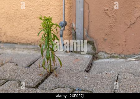 Erbacce tra le pietre di pavimentazione di fronte a un muro di casa Foto Stock