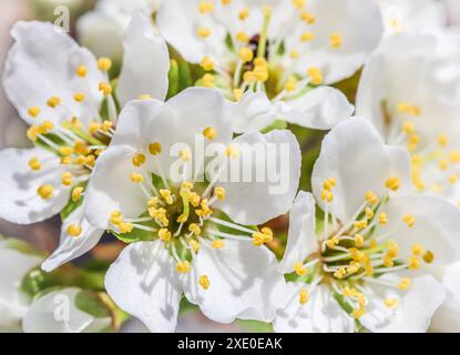 Splendidi fiori di prugna bianchi nel giardino primaverile Foto Stock