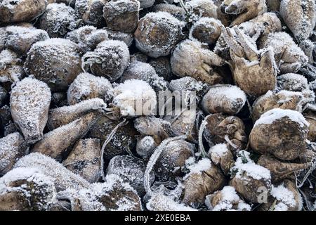 Le barbabietole da zucchero vengono raccolte prima del gelo Foto Stock