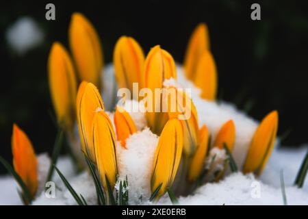 I crocchi crescono sulla neve in una giornata primaverile all'aperto. Foto Stock