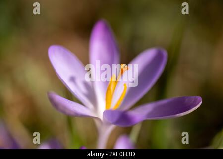 Fiore di primavera di croco Foto Stock