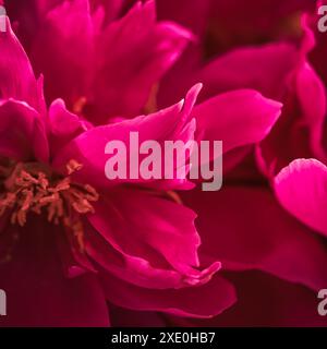 Fondo floreale astratto, petali di peonia rubina. Sfondo di fiori macro per il design delle vacanze Foto Stock