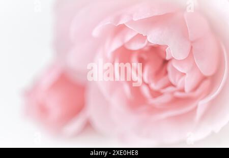 Rosa chiaro fiore isolato su sfondo bianco. Messa a fuoco morbida Foto Stock