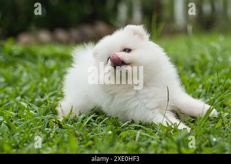 Cane da compagnia Pomerania bianco di 2 mesi che gioca in erba verde, leccandole il rumore Foto Stock