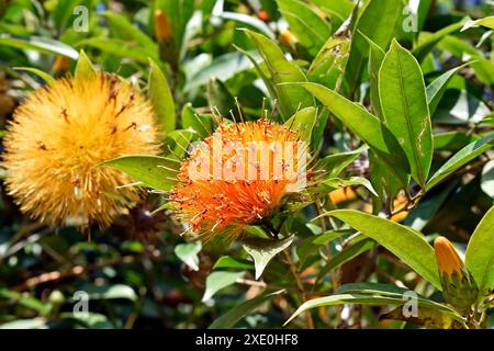 Polvere gialla fiori (Stifftia chrysantha) Foto Stock