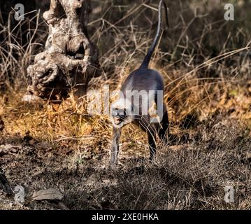 Malabar Sacred langur o Black Foot langur, Semnopithecus hypoleucos, nella riserva Kabini, India Foto Stock