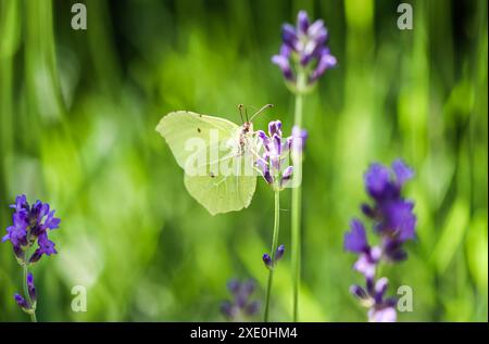 Bella gialla Gonepteryx rhamni o farfalla brimstone comune su un fiore viola lavanda Foto Stock