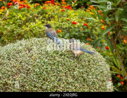 Magpie iberiche e novelle su un cespuglio in un giardino in Portogallo Foto Stock