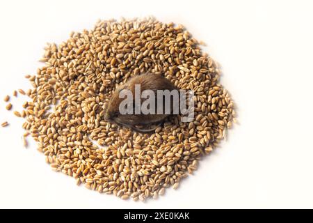 I topi sono parassiti maligni dell'agricoltura Foto Stock