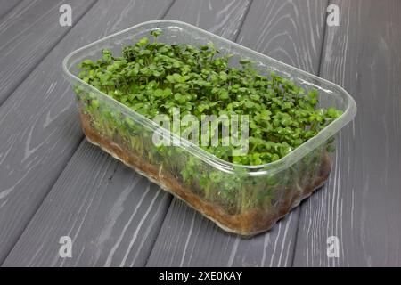 Contenitore con i microgreens di senape. Germogli giovani di senape fresca per insalata e mangiare sano. Foto Stock