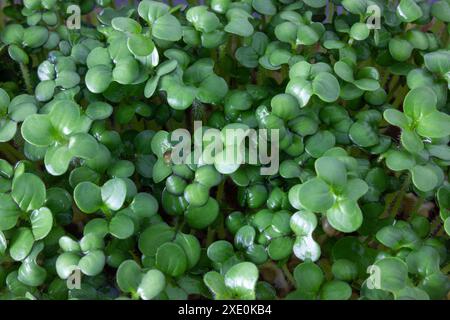 I microgreens di senape. Germogli di microgreen per una sana cucina vegana. Piccoli germogli di senape primo piano. Foto Stock