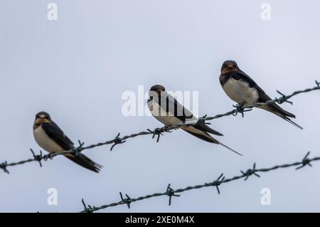 Fienile inghiottito appollaiato su una recinzione di filo spinato Foto Stock