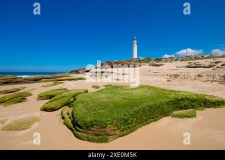 Splendida roccia con alghe verdi o alghe marine nella bassa marea, a Aceitera Beach, vicino al faro di Capo Trafalgar, vicino a Canos Meca (Barbate, Cadice, e. Foto Stock