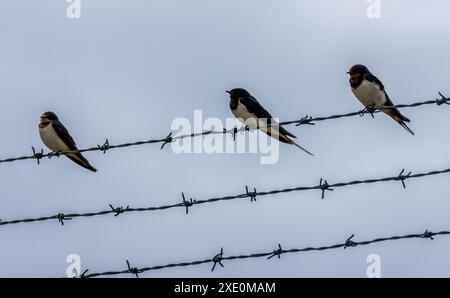 Fienile inghiottito appollaiato su una recinzione di filo spinato Foto Stock