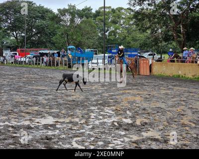 Panama, città di Dolega, cowboy a cavallo con lazo, che cattura un vitello Foto Stock