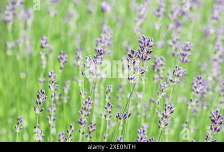 Sfondo verde di lavanda in boccioli nel giardino Foto Stock