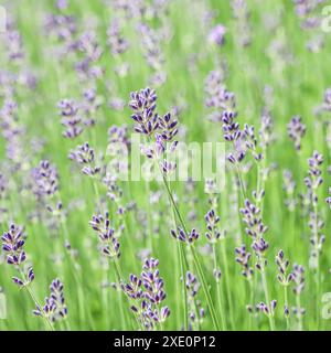 Sfondo verde di lavanda in boccioli nel giardino Foto Stock