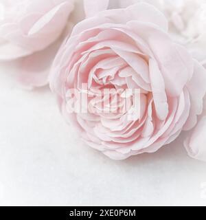 Rosa chiaro fiore isolato su sfondo bianco. Messa a fuoco morbida Foto Stock