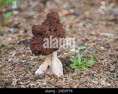 Falso Morel, Gyromitra esculenta Foto Stock