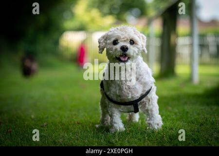 Piccolo vecchio cane bianco in piedi sull'erba dalla testa in su, corpo intero con imbracatura nera in vista Foto Stock