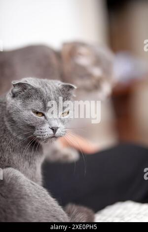 Bel gatto grigio striato. Un gatto domestico è sdraiato sul divano. Foto Stock