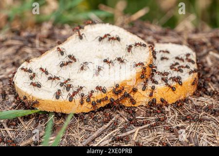 Il quadro macro sullo sfondo di una colonia di formiche grandi e rosse che mangiano 2 fette di pane mostra la crisi del pane nel paese. Le formiche sono molto Foto Stock