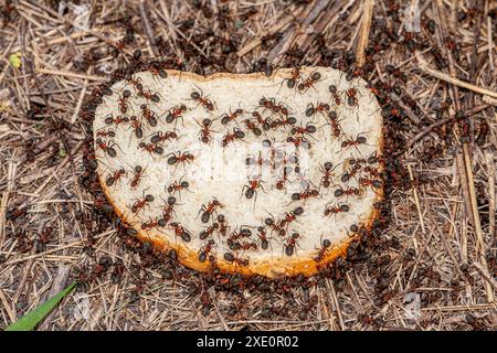 Il quadro macro sullo sfondo di una colonia di formiche grandi e rosse che mangiano 2 fette di pane mostra la crisi del pane nel paese. Le formiche sono molto Foto Stock