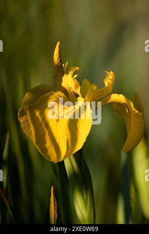 Fiore dell'Iris giallo Foto Stock