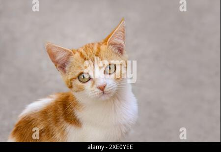 Simpatico gattino, tabby rosso bicolore con bianco, curiosamente con occhi bellissimi, Grecia Foto Stock