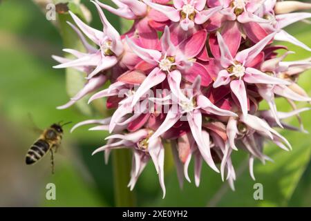 Honey Bee volando per fiorire Wild Milkweed Asclepias speciosa Honey Bee volando vicino a Flower Foto Stock